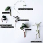 PLANT Workshop - vermeerderen van planten